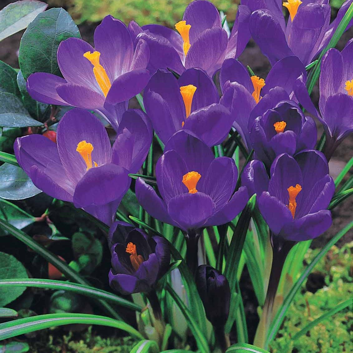Crocus 'yellow mammouth', 'flower record', 'jeanne - 60 Crocus blanc violet, jaune, blanc, violet en mélange - Bulbes de Crocus
