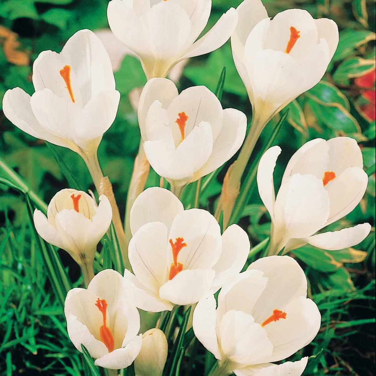 Bulbes de Crocus - 60 Crocus blanc violet, jaune, blanc, violet en mélange - Crocus 'yellow mammouth', 'flower record', 'jeanne