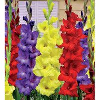 Bakker - 30 Glaïeuls assortis en mélange - Gladiolus - Bulbes à fleurs