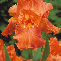 Iris de jardin noire, orange, rosé en mélange - Bakker.com | France