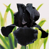 Iris de jardin noire, orange, rosé en mélange - Bakker.com | France