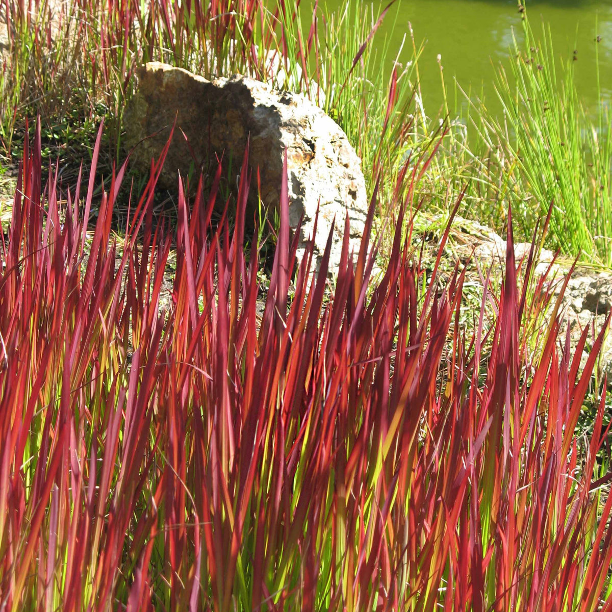 Vente 3 Graminées colorées en mélange - Imperata cylindrica Red Baron, Carex oshimensis Evergreen, Festuca glauca