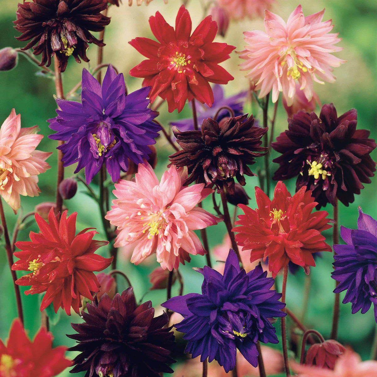 3 Ancolies Barlow en mélange - Aquilegia vulgaris barlow - Bakker
