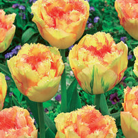 Bakker - Collection de 15 Tulipes frangées : Queensland, Mascotte, Vaya con Dios - Tulipa queensland, mascotte , vaya con dios - Tulipes