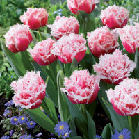 Bakker - Collection de 15 Tulipes frangées : Queensland, Mascotte, Vaya con Dios - Tulipa queensland, mascotte , vaya con dios