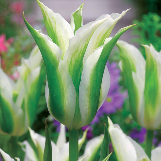 Bakker - 10 Tulipes à fleurs de lis Greenstar - Tulipa greenstar - Bulbes à fleurs