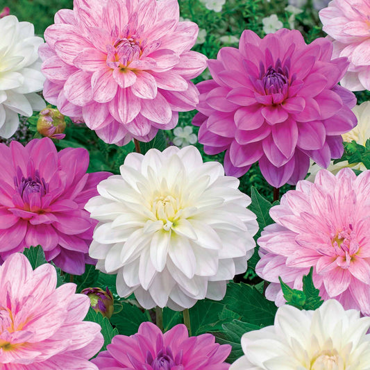 6 Dahlias Bonesta en mélange - Bakker
