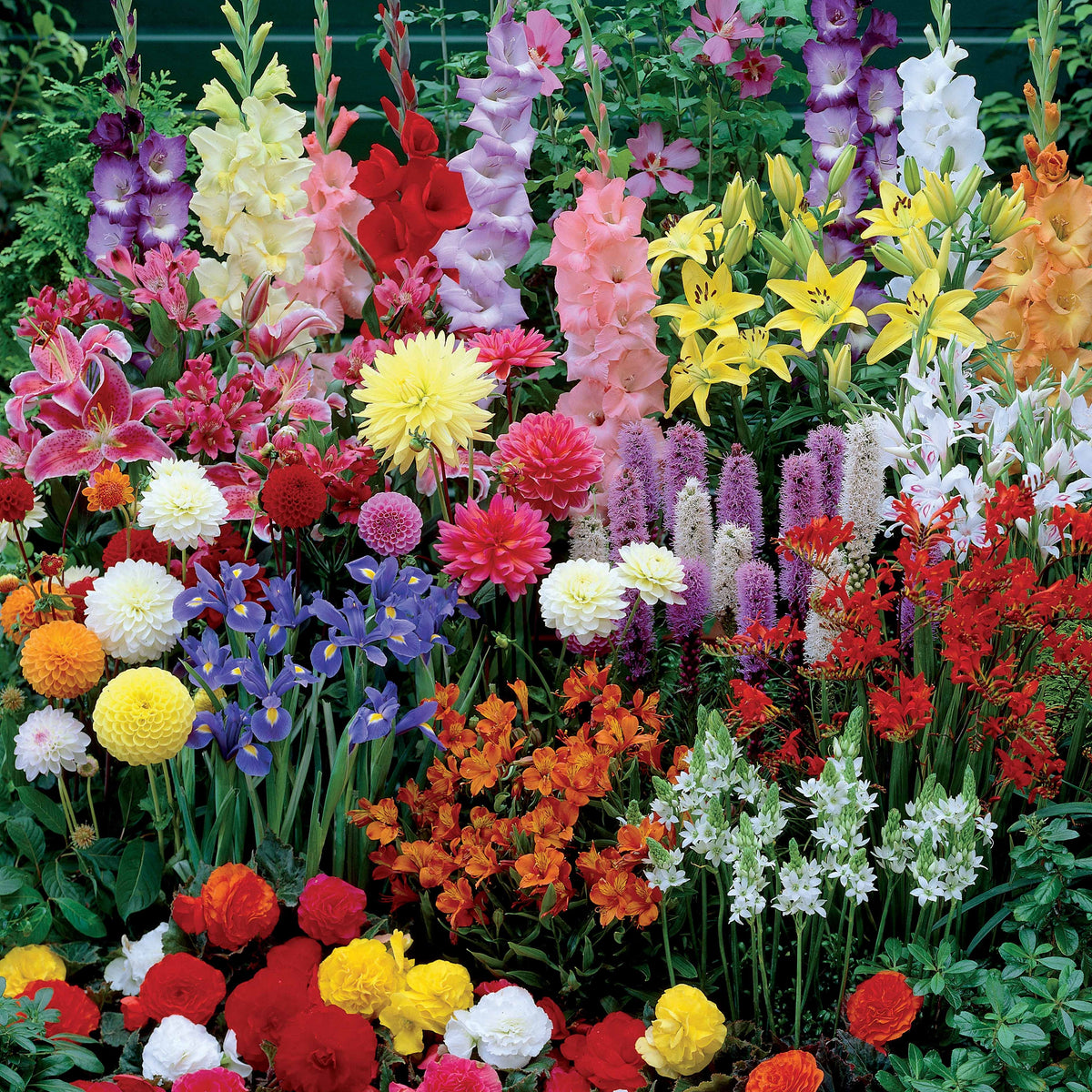 Collection Massif d'été fleuri - 45 bulbes - Superficie env. 1,5 m² - Gladiolus, Begonia, Iris, Liatris, Crocosmia, Lilium, Dahlia - Bakker