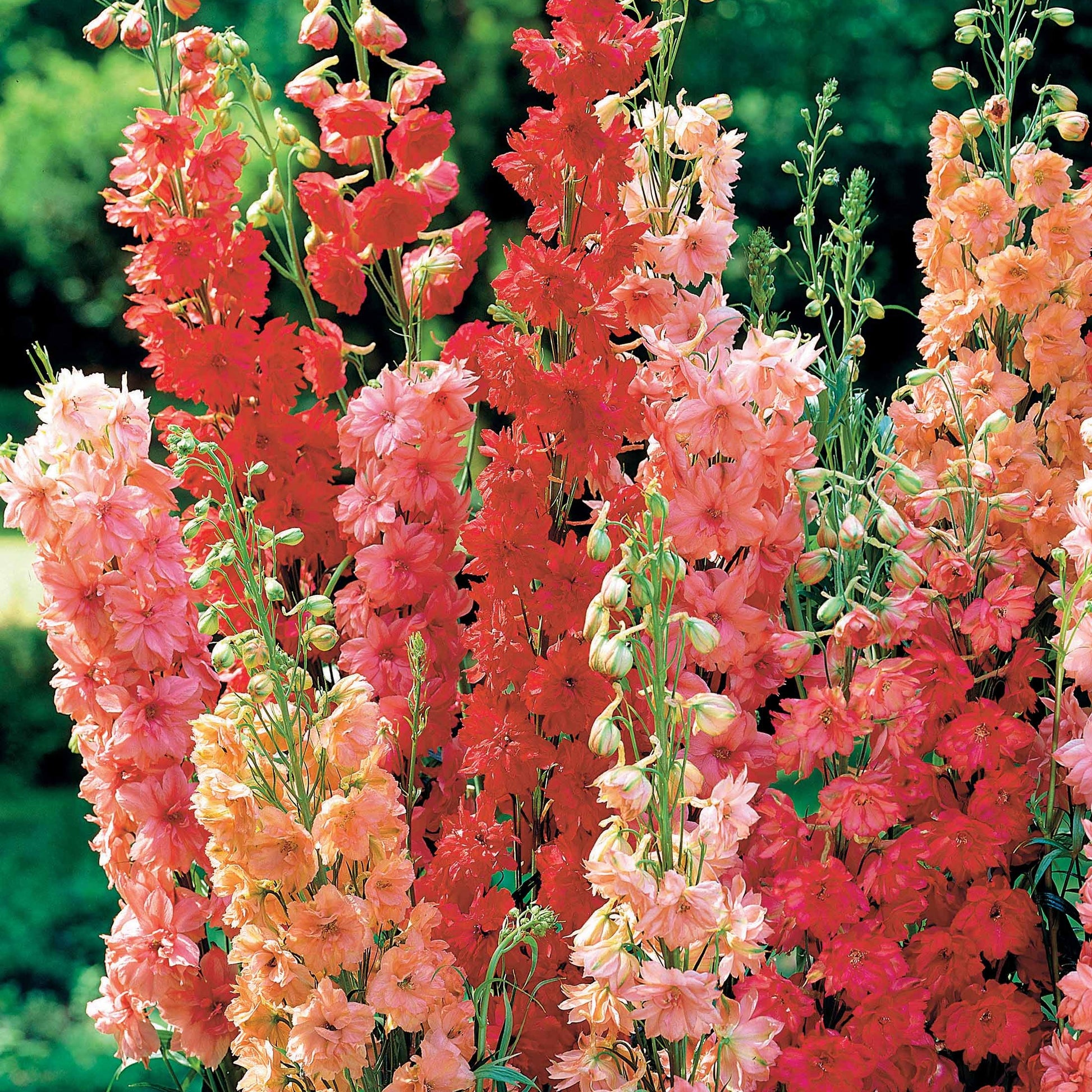 Delphiniums rouges en mélange - Bakker.com | France