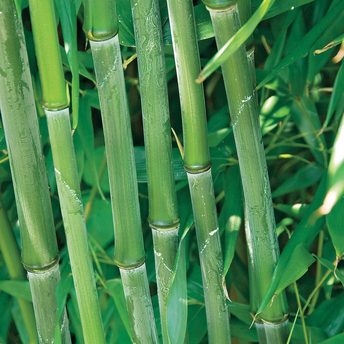 Vente Collection de 3 Bambous : vert, jaune, rouge - Phyllostachys bissetii, aureosulcata Aureocaulis, Fargesia scabrida Asian Wonder
