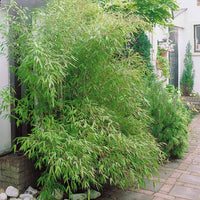 Collection de Bambous : vert, jaune, rouge - Bakker.com | France