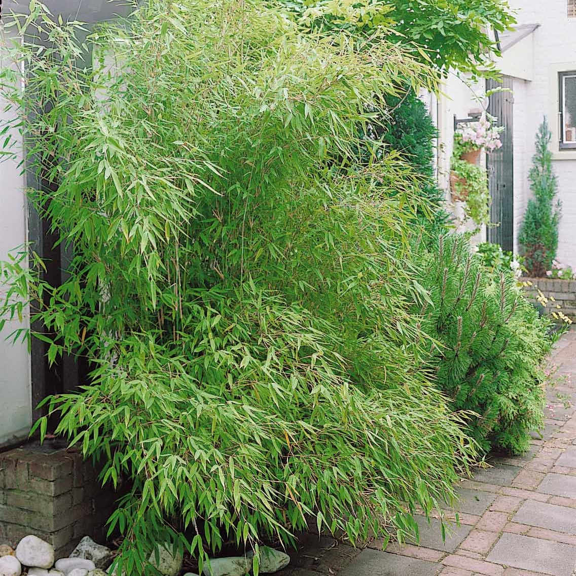 Collection de 3 Bambous : vert, jaune, rouge - Phyllostachys bissetii, aureosulcata Aureocaulis, Fargesia scabrida Asian Wonder - Bakker