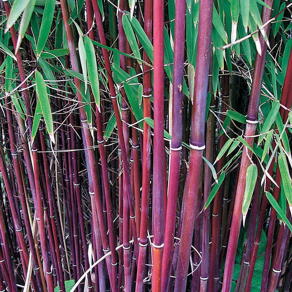 Collection de 3 Bambous : vert, jaune, rouge - Bambou - Bakker