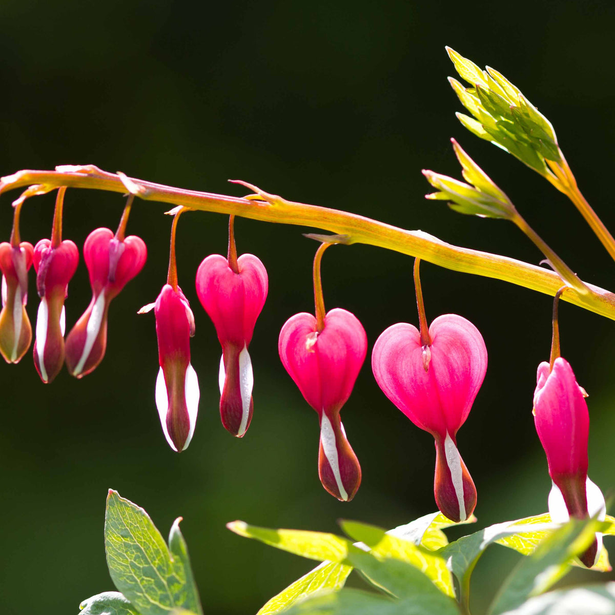 Cœur de Marie - 4 Coeur de Marie en mélange - Dicentra spectabilis