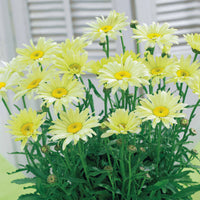 Collection de 6 Marguerites colorées