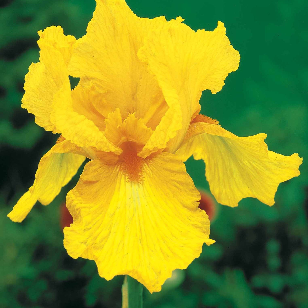 Collection de 6 Iris de jardin : Lasso, Bordure, Sangreal - Iris germanica  (2 lasso, 2 bordure, 2 sangreal) - Bakker