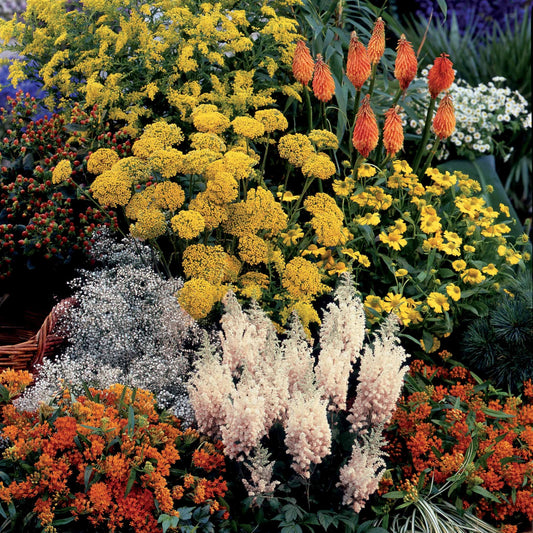 Collection fantaisie de 14 plantes vivaces  - 2 m² - Bakker