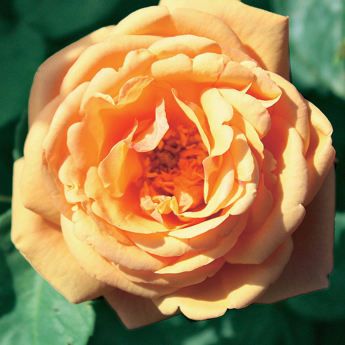 Rosa(fish ausgreen,charlie ausgreen,her's ausgreen - Collection de 3 Rosiers anglais : Fish Ausgreen, Charlie, Her's Ausgreen - Rosiers - racines nues