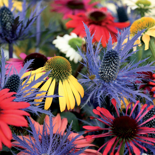 Rudbeckias et Chardon bleu en mélange - Bakker.com | France