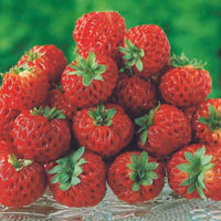 Collection de fraisiers originaux - Bakker.com | France