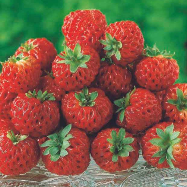 Collection de fraisiers originaux - Bakker.com | France
