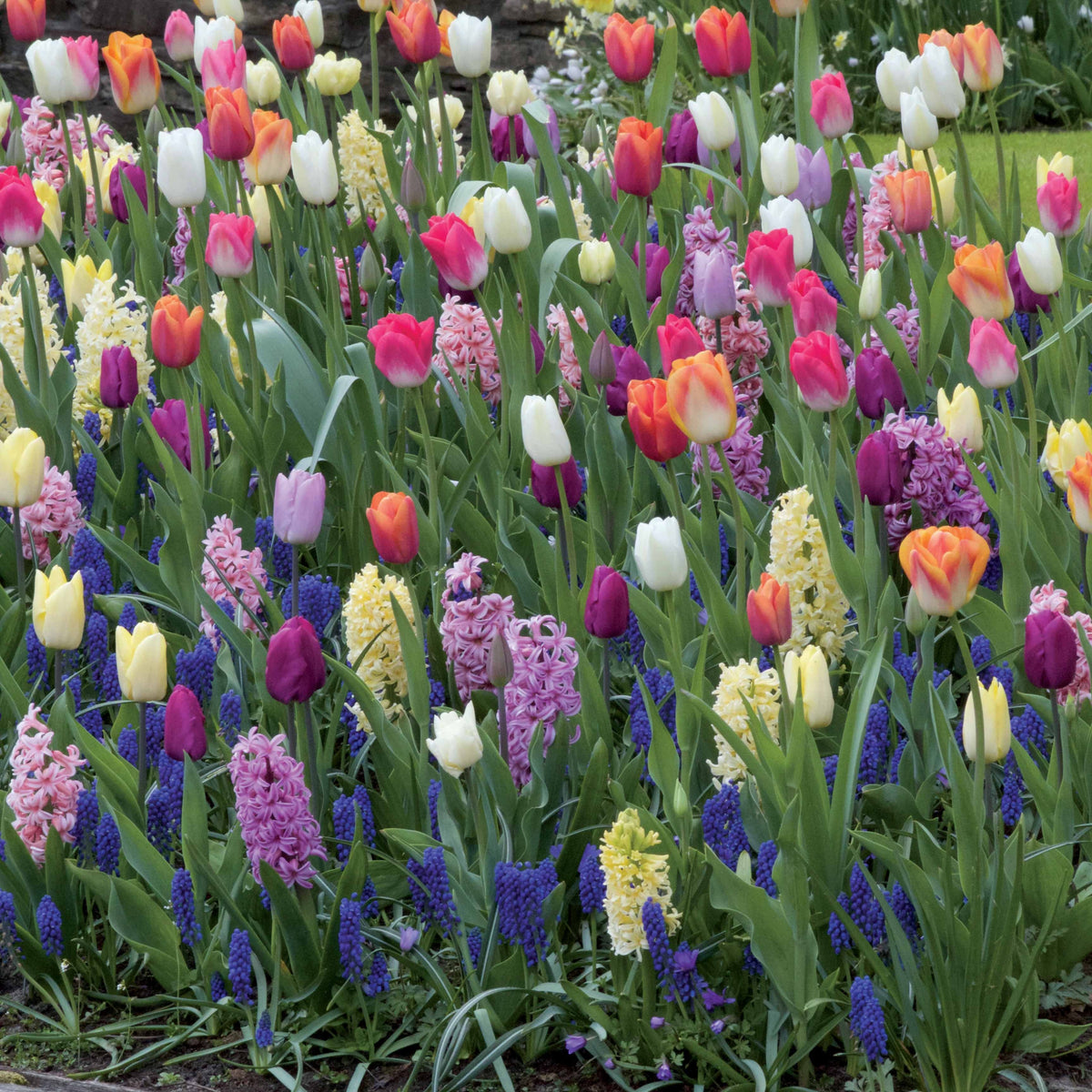 Bulbes pour massif multicolore en mélange - Bakker