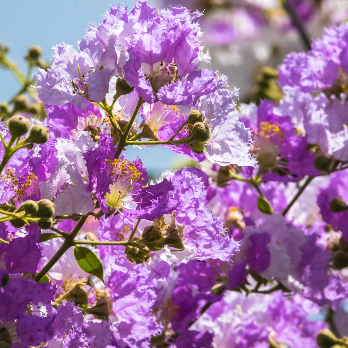 Vente Collection de 3 Lilas des Indes : rouge, violet, blanc