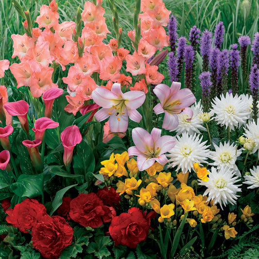 31 Bulbes à floraison estivale en mélange - Bakker