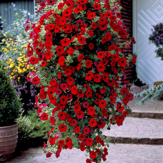 Collection de 9 Pétunias : rouges, roses, jaunes - Bakker