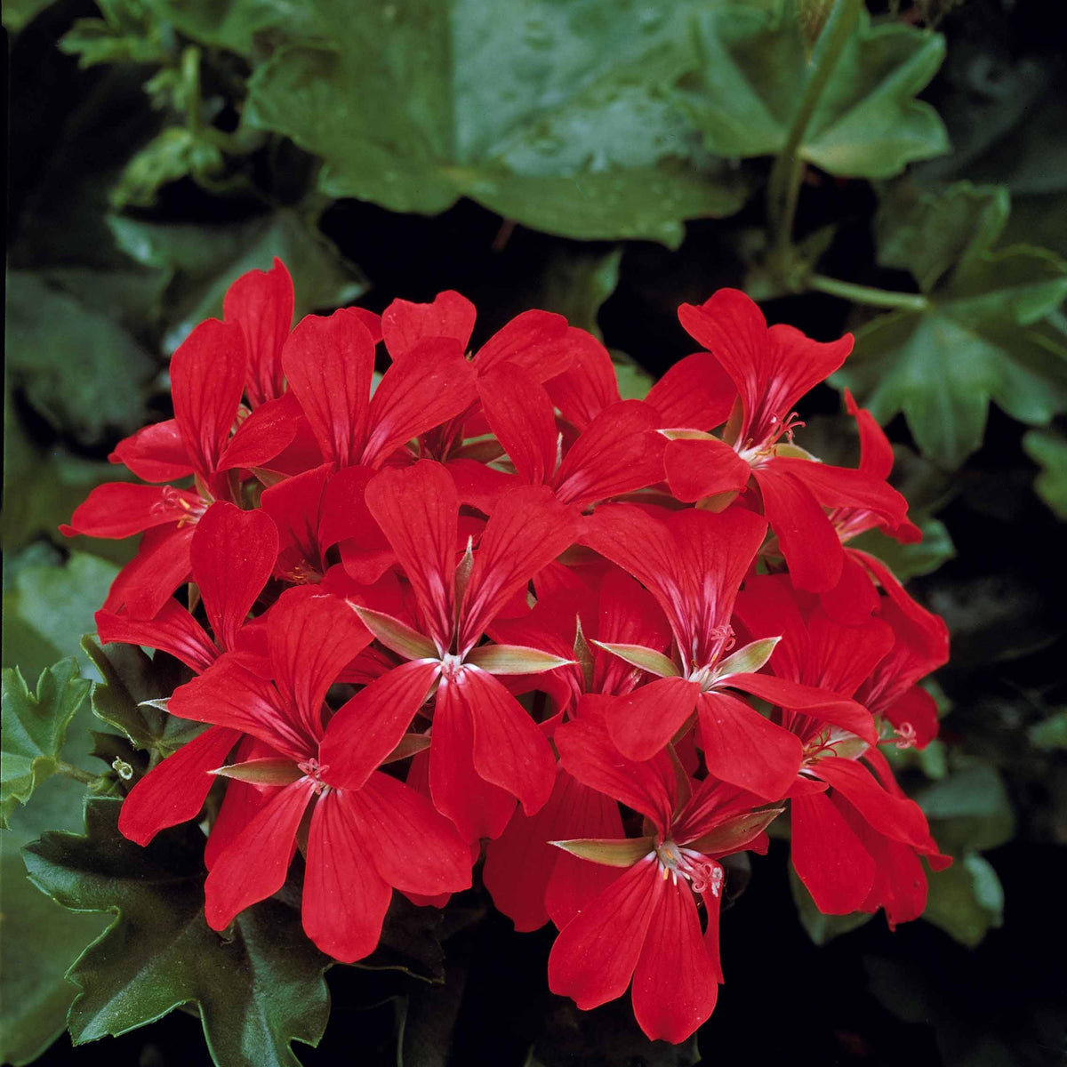 Pelargonium peltatum nixe , rouge - Collection de 6 Géraniums-lierres : rouge et bicolore - Géranium - Pélargonium
