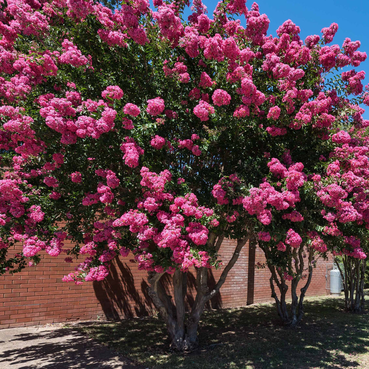 Collection de 3 arbustes : lagerstroemia, callistemon, genêt - Lagerstroemia indica, callistemon laevis, cytisus - Bakker