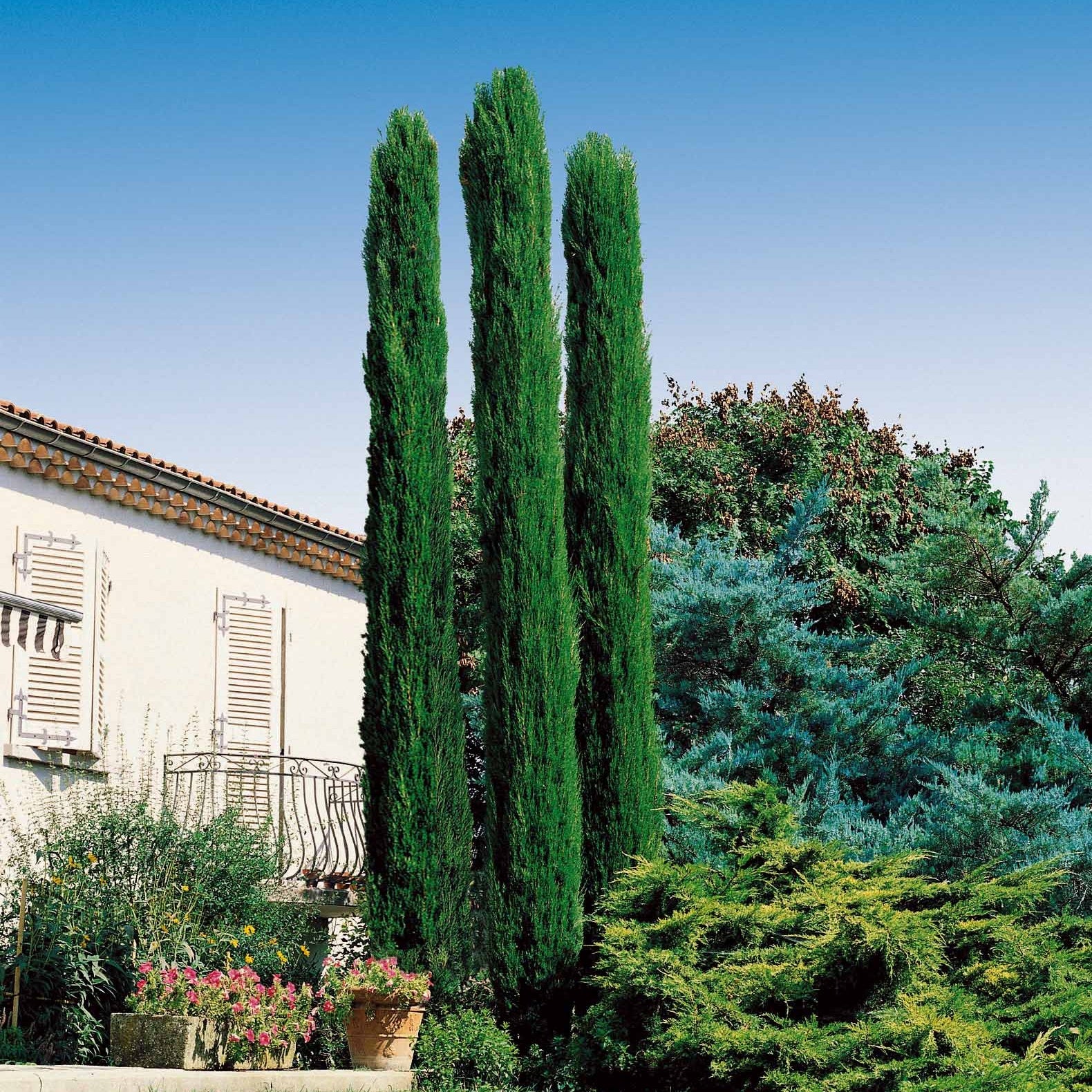 Bakker - Collection de 3 arbustes : cyprès, céanothe, albizia - Cupressus totem, ceanothus impressus victoria, alb - Arbustes et vivaces