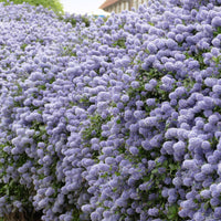 Bakker - Collection de 3 arbustes : cyprès, céanothe, albizia - Cupressus totem, ceanothus impressus victoria, alb