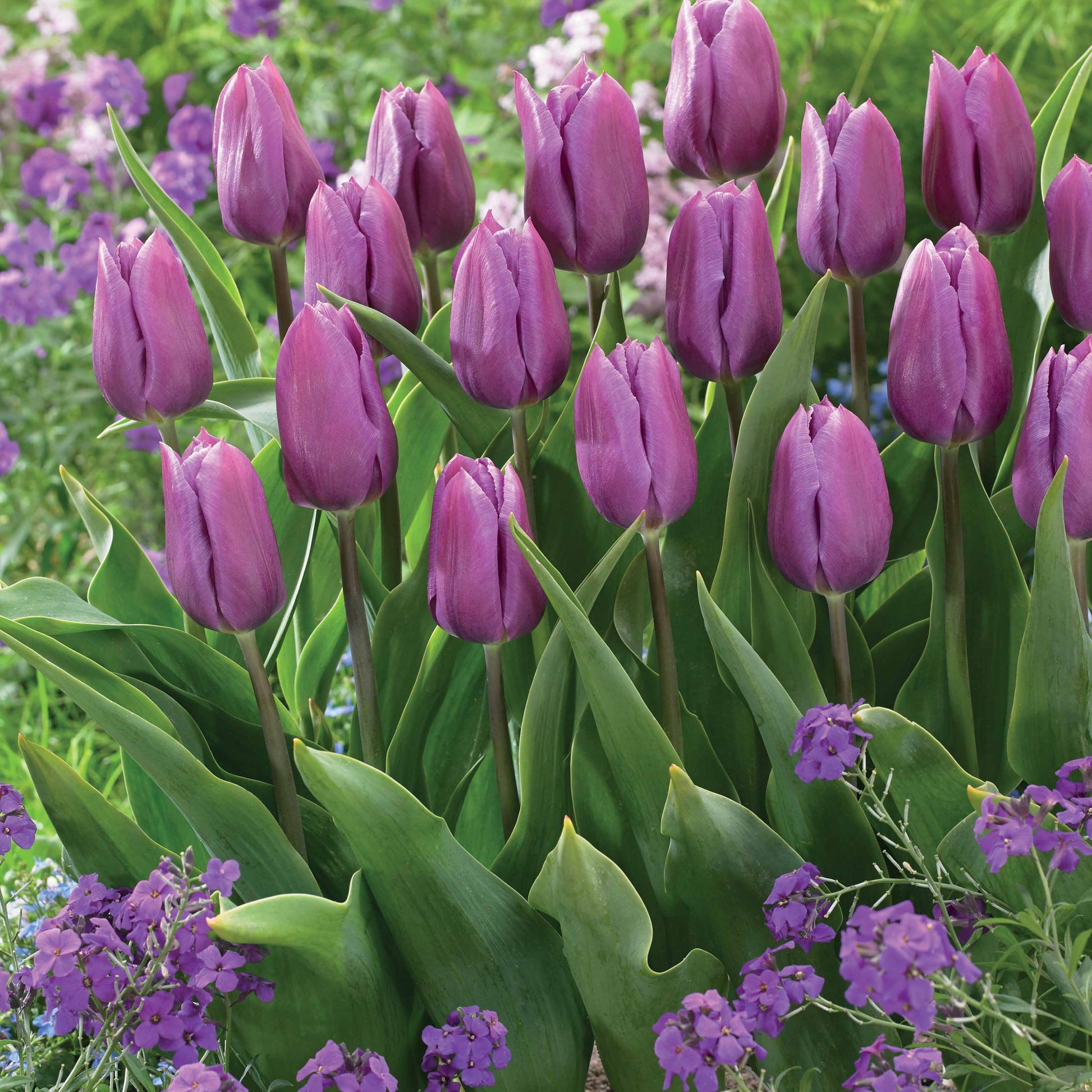 Bakker - Collection de 20 Tulipes triomphe  Bellville et Blue Beauty - Tulipa triompe (bellville , blue beauty) - Bulbes de printemps