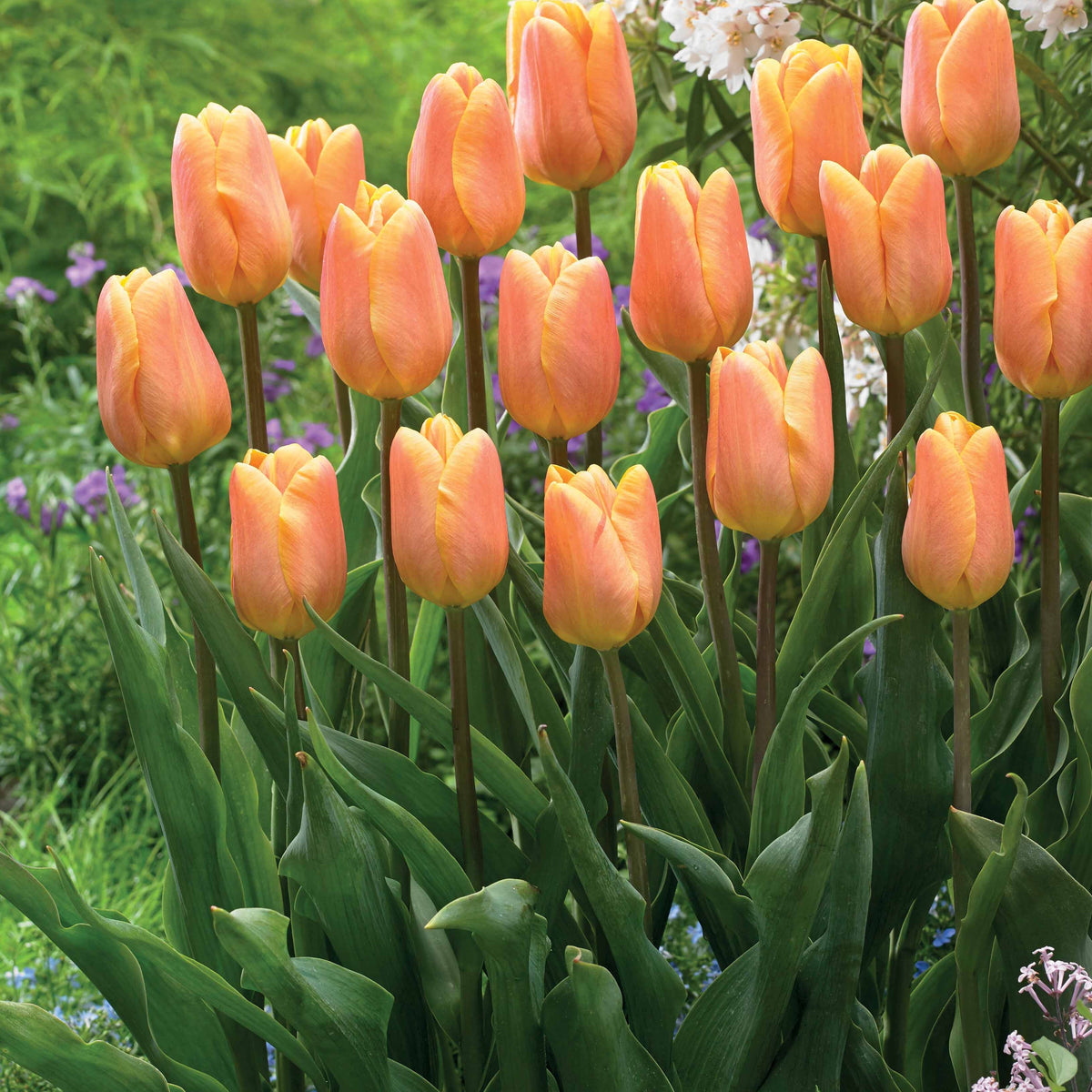 Collection de 20 Tulipes triomphe  Bellville et Blue Beauty - Tulipa triompe Bellville, Blue Beauty - Bakker