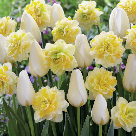 20 Tulipes Françoise et Narcisses Sweet Pomponette en mélange - Bakker