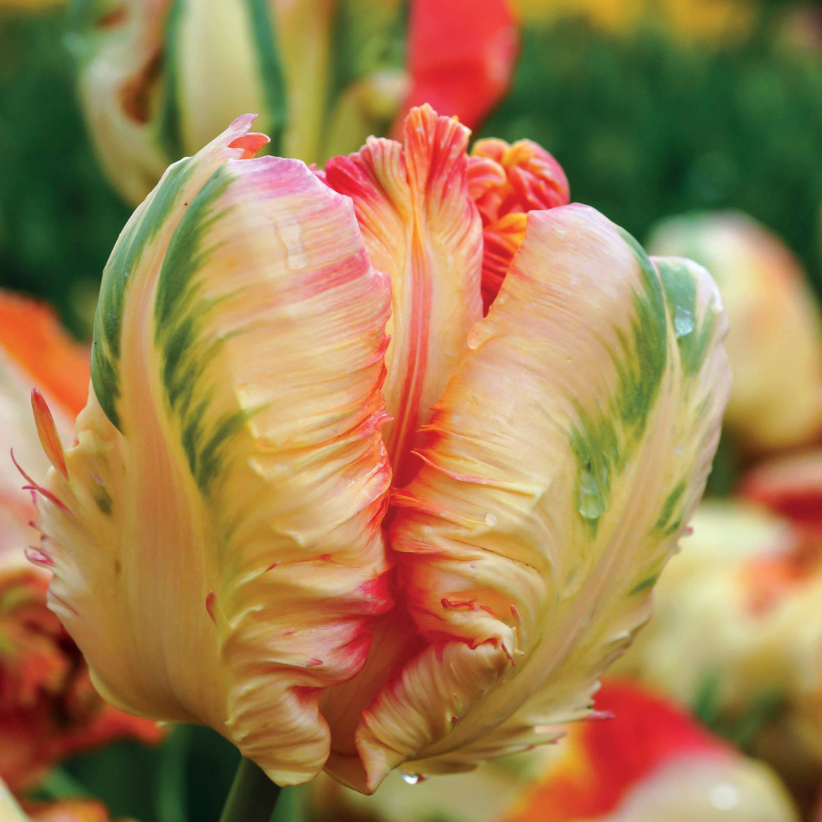 Bulbes de Tulipe - Collection de 24 Tulipes perroquet : Princesse Irene, Black Parrot, Apric - Tulipa Princesse  Irene, Black Parrot, Apricot Parrot