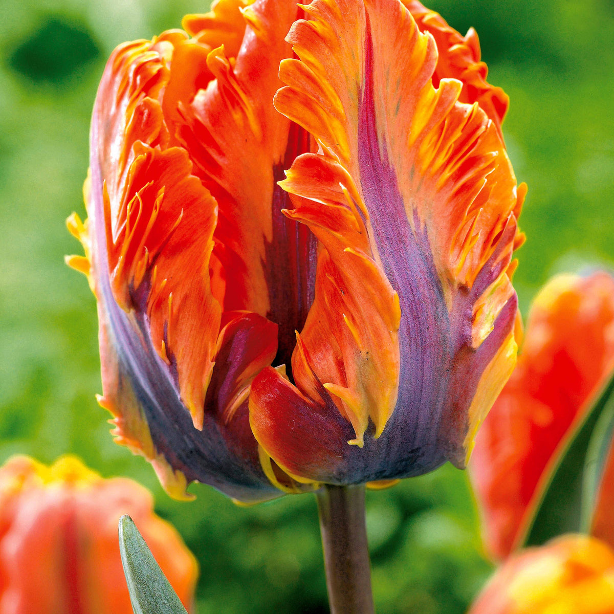 Collection de 24 Tulipes perroquet : Princesse Irene, Black Parrot, Apric - Tulipa Princesse  Irene, Black Parrot, Apricot Parrot - Bakker