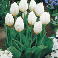 Bakker - Collection de 20 Tulipes à longues tiges - Tulipa - Bulbes de printemps
