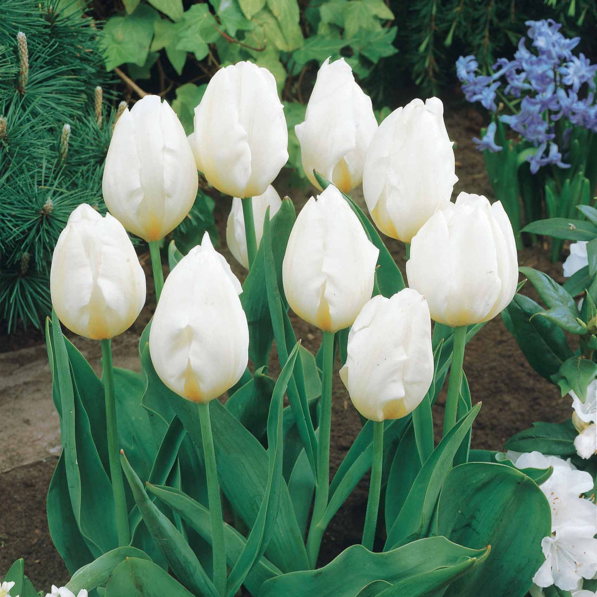 Collection de 20 Tulipes à longues tiges - Tulipa - Bakker