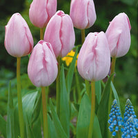 Bakker - Collection de 20 Tulipes à longues tiges - Tulipa - Tulipes