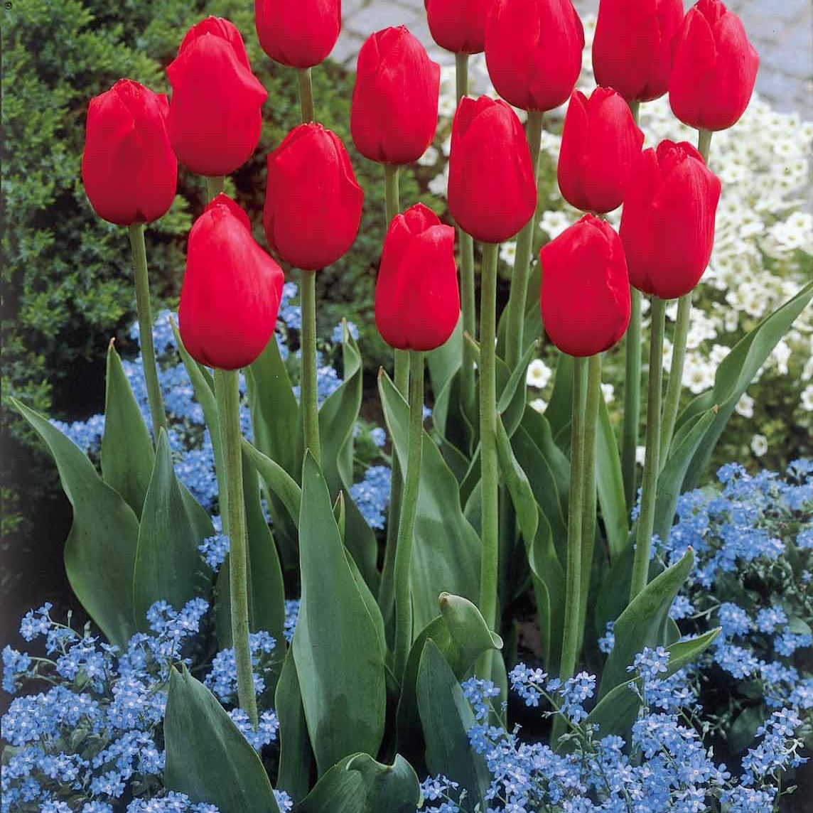 Bakker - Collection de 20 Tulipes à longues tiges - Tulipa
