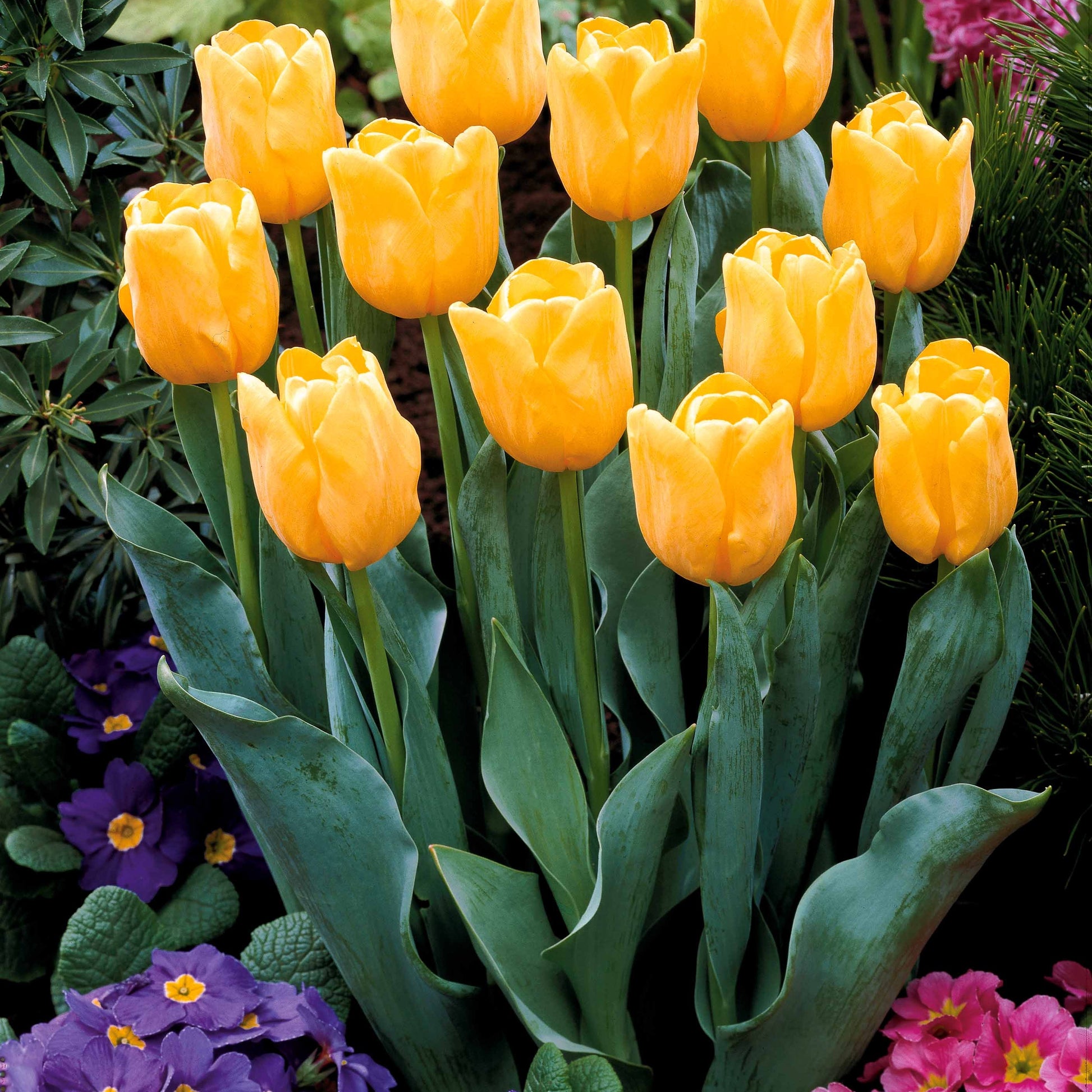 Bakker - Collection de 20 Tulipes à longues tiges - Tulipa