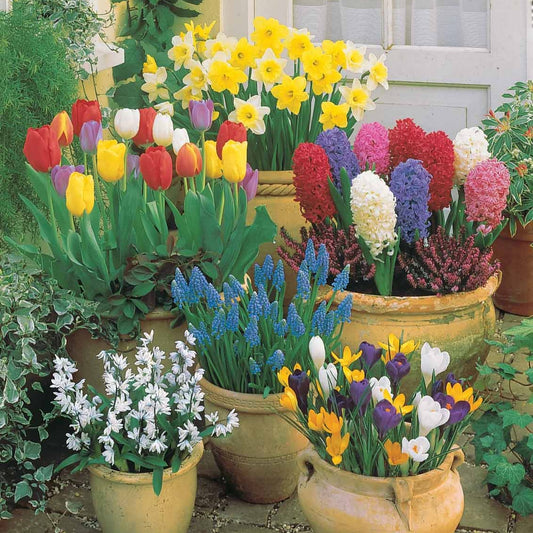 Collection de 75 Bulbes pour terrasse et jardin - Bakker