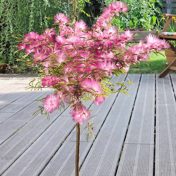 Calliandra surinamensis Pink Powder Puff sur tige - Calliandra surinamensis pink powder puff - Terrasses et balcons
