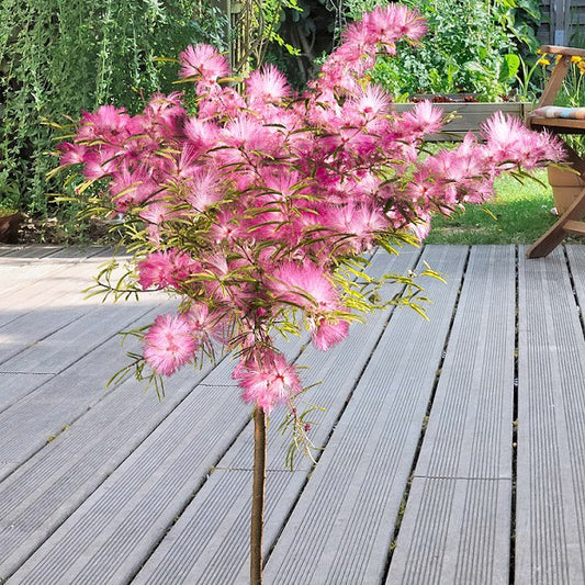 Bakker - Calliandra surinamensis Pink Powder Puff sur tige - Calliandra surinamensis pink powder puff - Terrasses et balcons