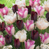 Massif de 15 tulipes longues tiges (Silk Road, Del Piero, Ronaldo) - Bakker.com | France