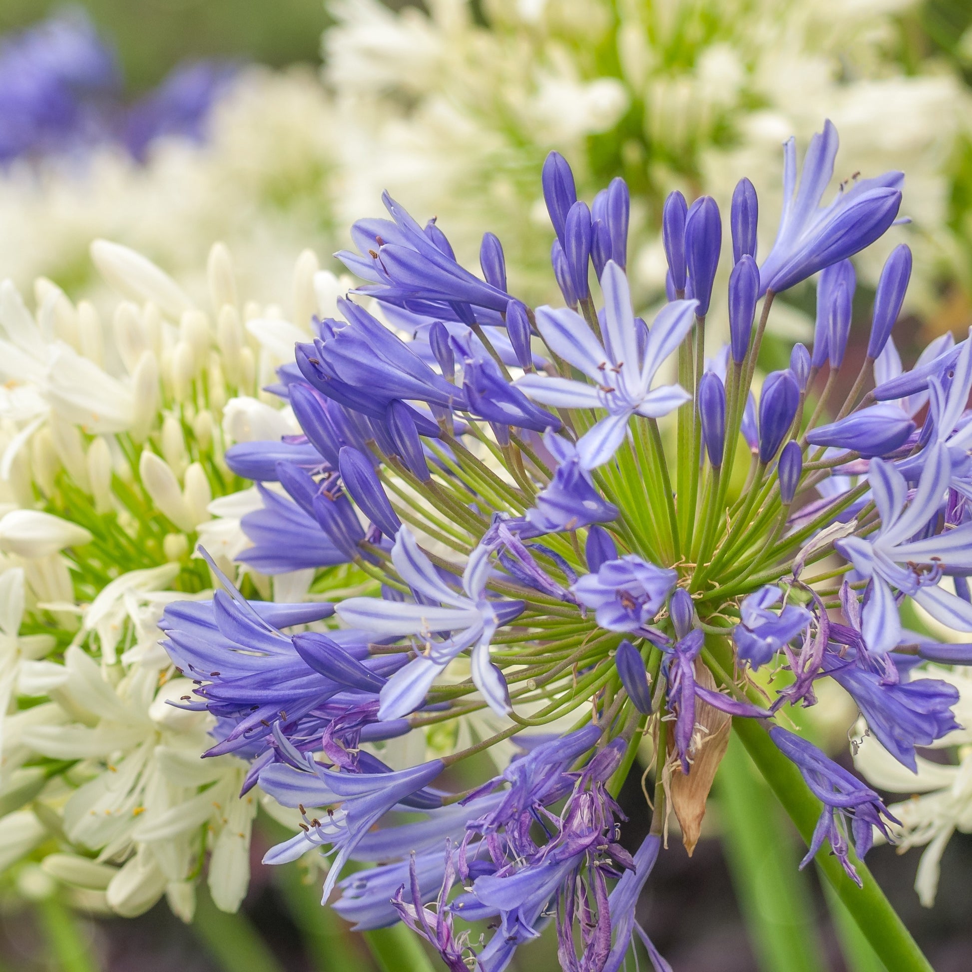 Collection de plantes vivaces pour jardins et pots - Bakker.com | France