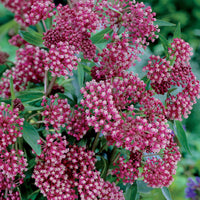 Collection de plantes vivaces pour jardin coloré