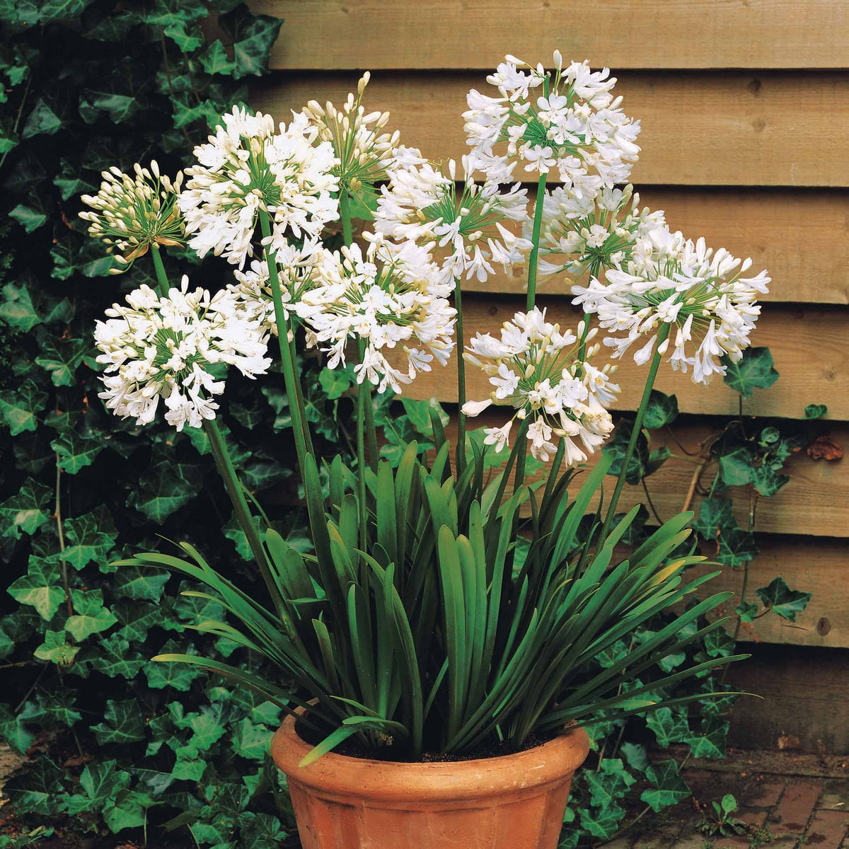 Agapanthus, cerastium tomentosum, gaura lindheimeri, geranium pratens - Collection de 9 plantes vivaces à fleurs blanches - Packs de plantes pour terrasses et balcons